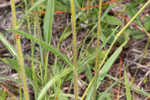 Variableleaf sunflower